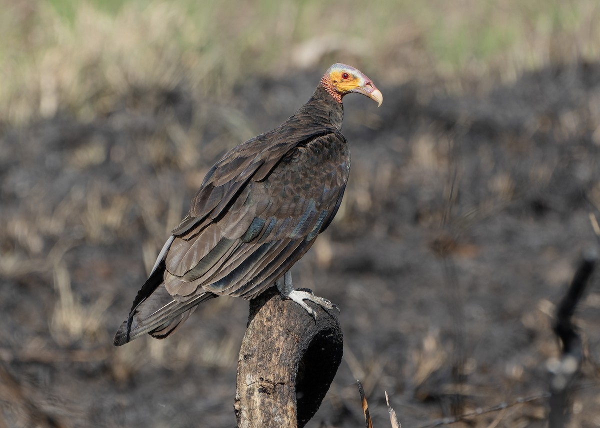 Lesser Yellow-headed Vulture - ML617320337