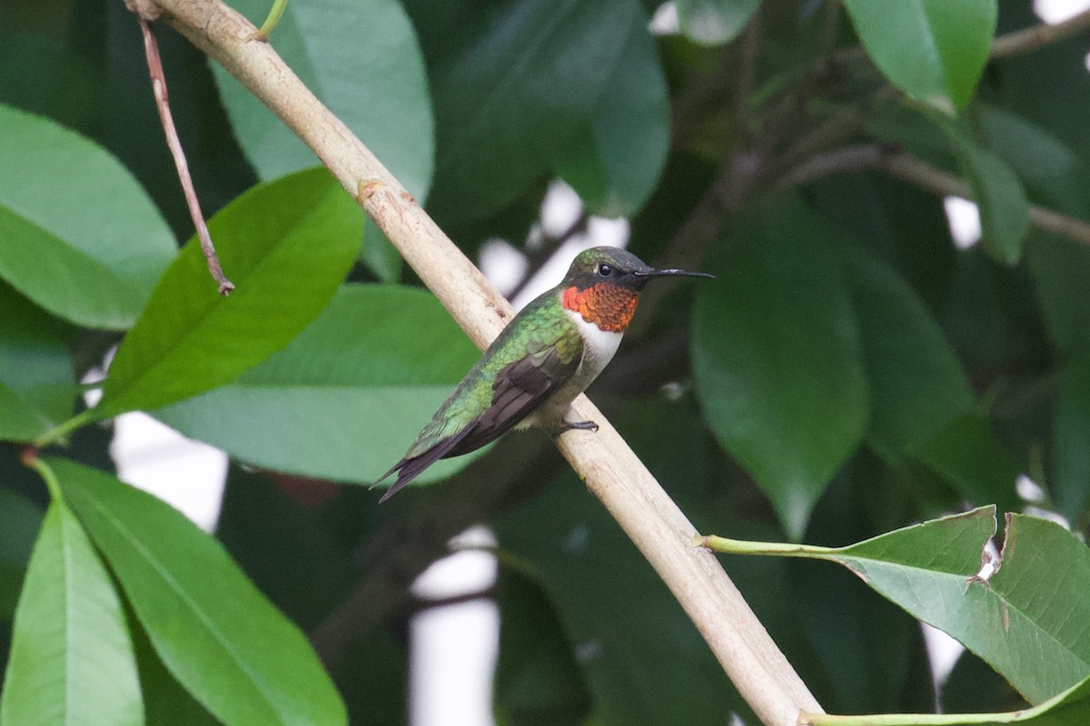 Ruby-throated Hummingbird - ML617320516