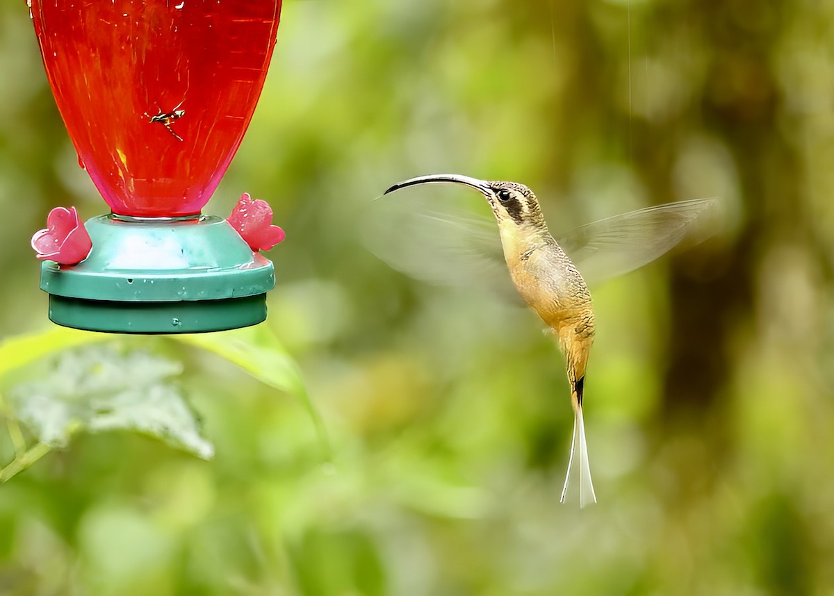 kolibřík dlouhoocasý - ML617320523