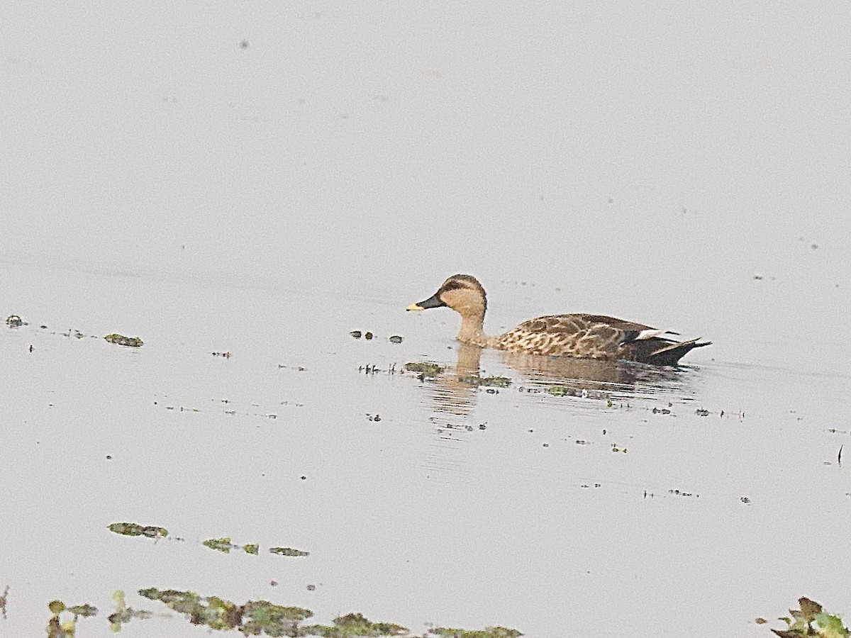 Indian Spot-billed Duck - ML617320668