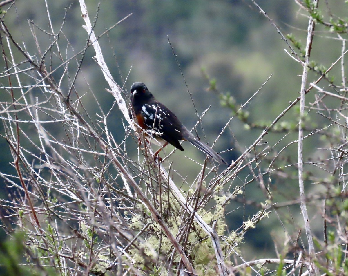 Spotted Towhee - ML617320740