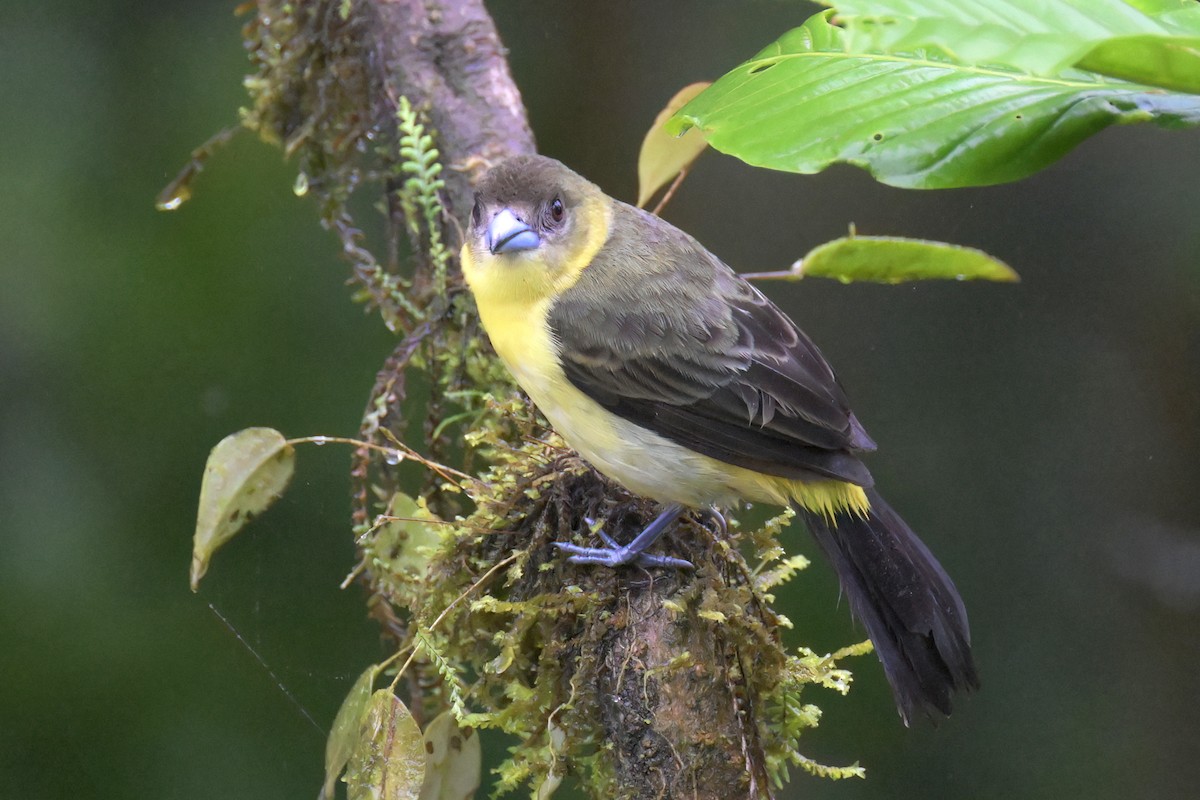 Flame-rumped Tanager (Lemon-rumped) - ML617320754