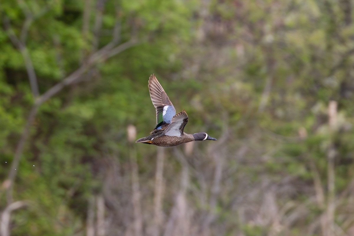 Blue-winged Teal - ML617320935