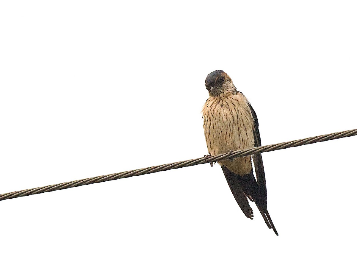 Striated Swallow - Craig Rasmussen