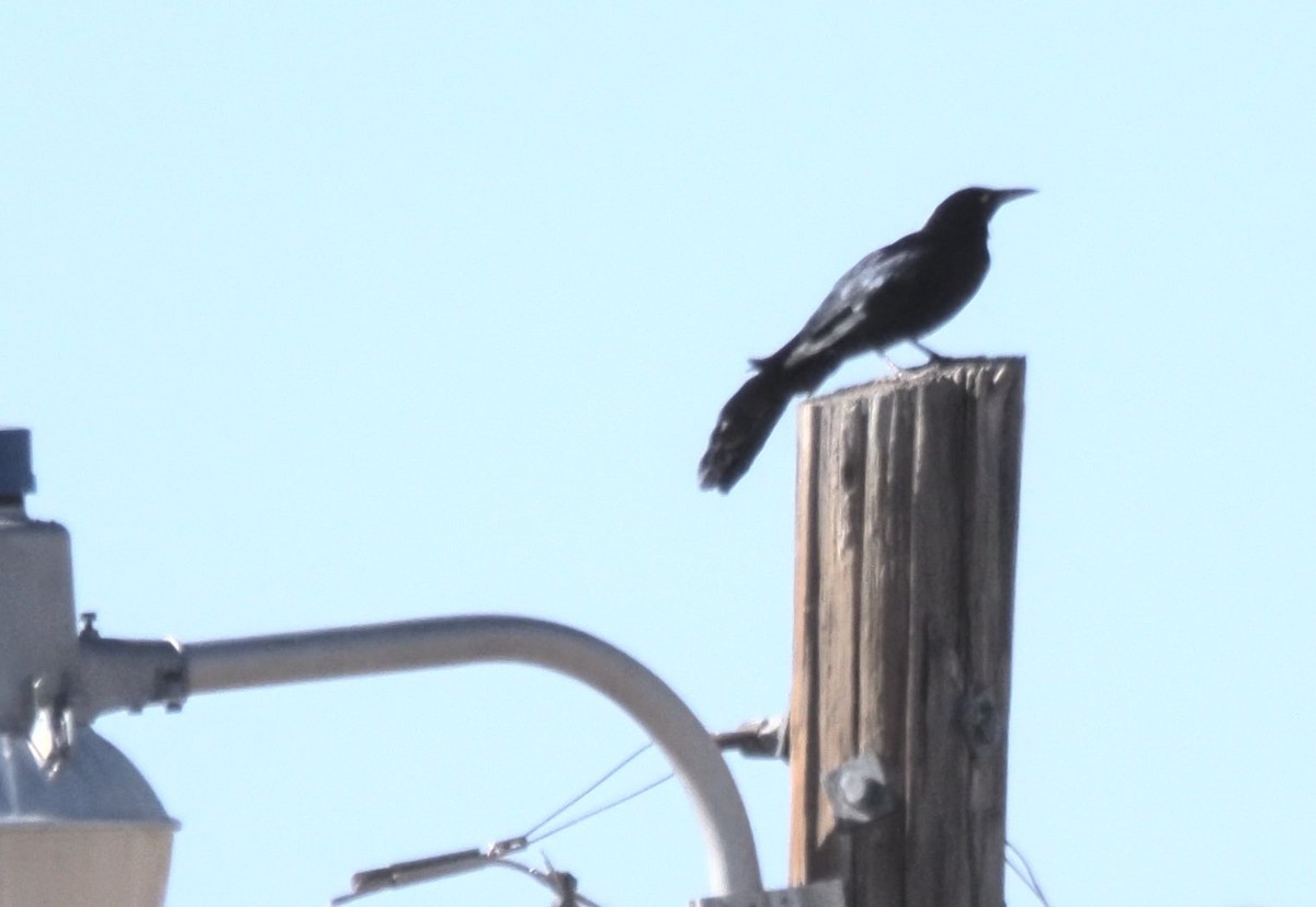 Great-tailed Grackle - ML617321012