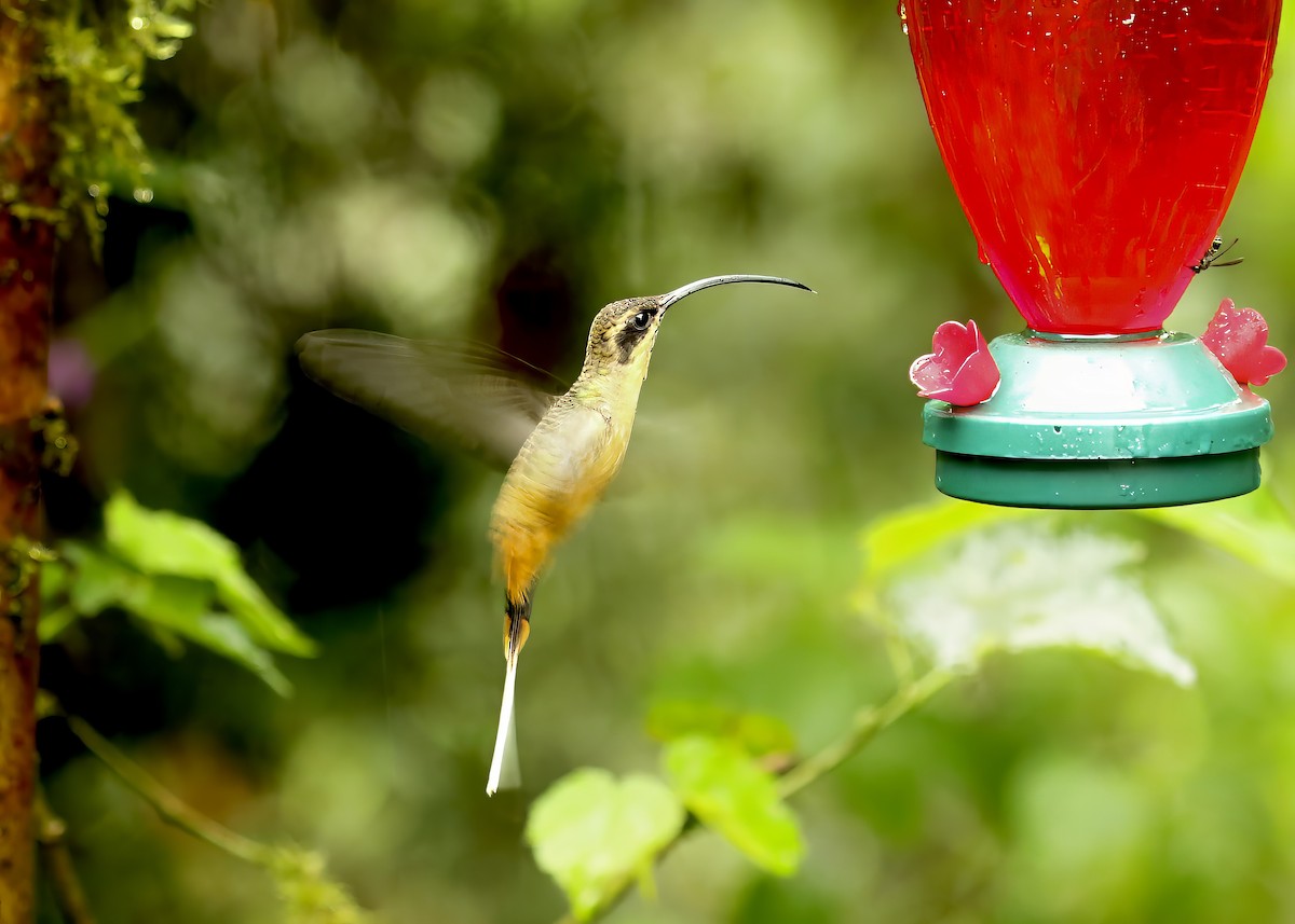 kolibřík dlouhoocasý - ML617321049