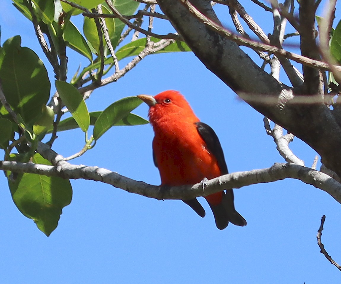 Scarlet Tanager - ML617321079