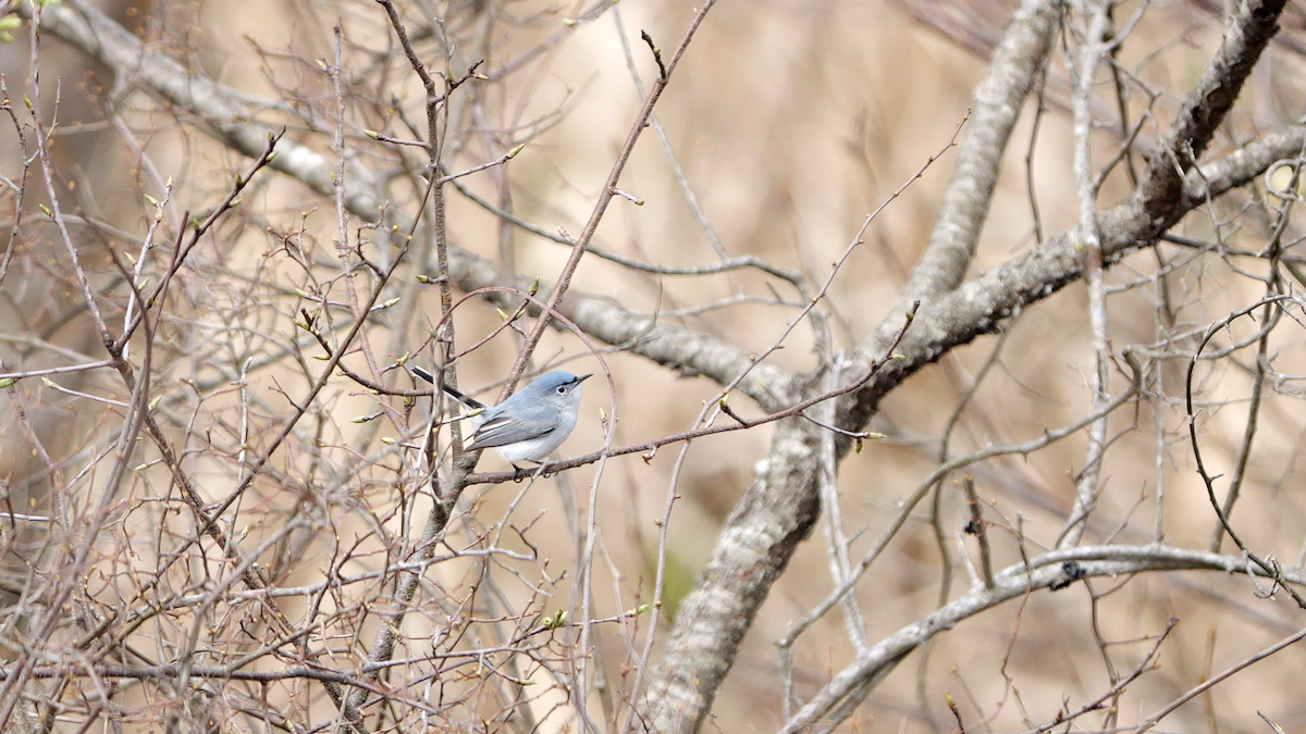 Blue-gray Gnatcatcher (caerulea) - Chris Chappell