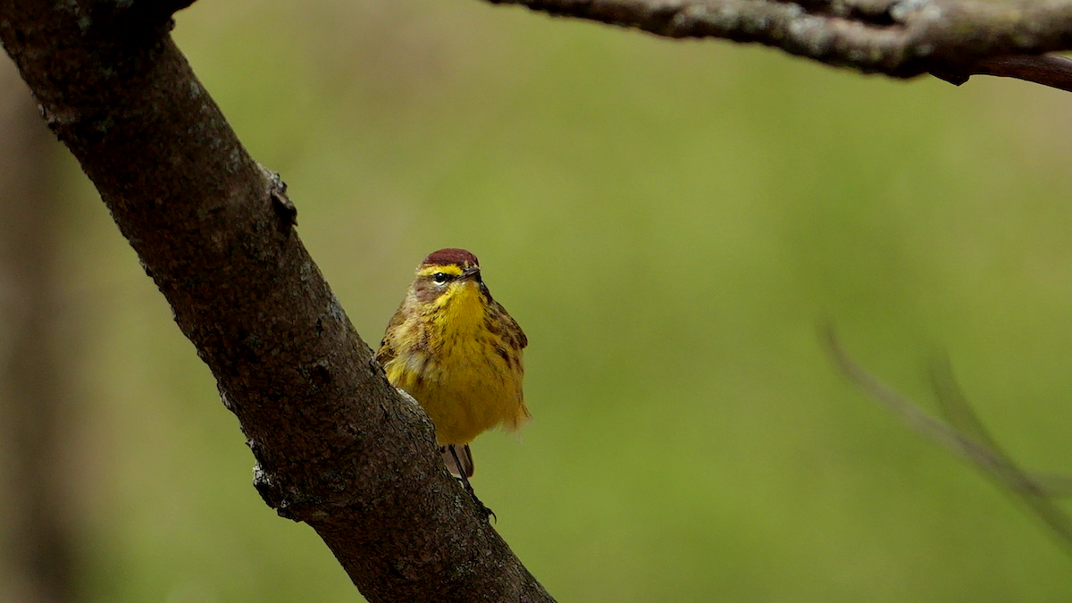 Palm Warbler (Yellow) - Chris Chappell