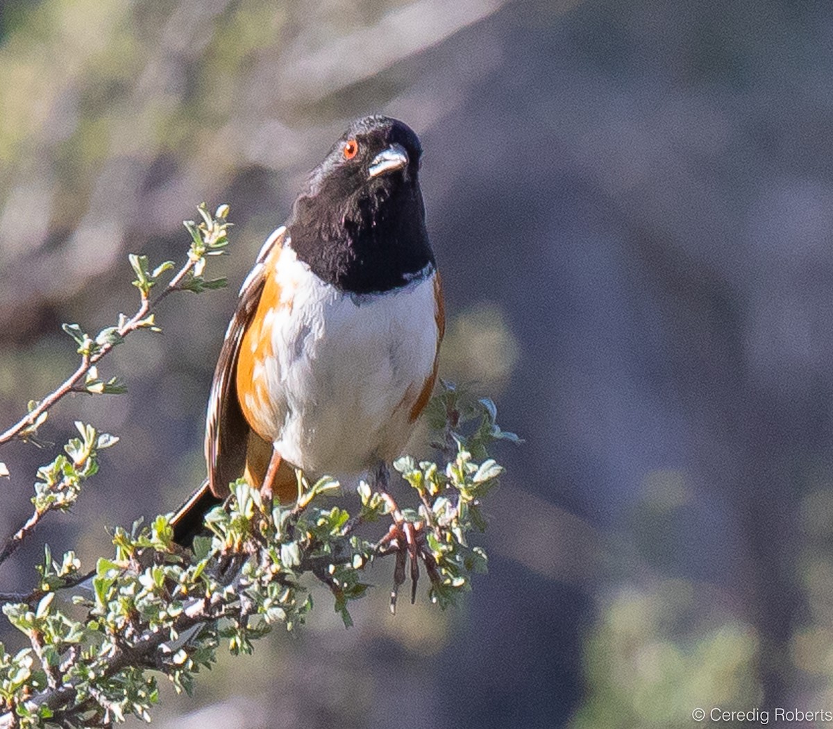 Spotted Towhee - ML617321121