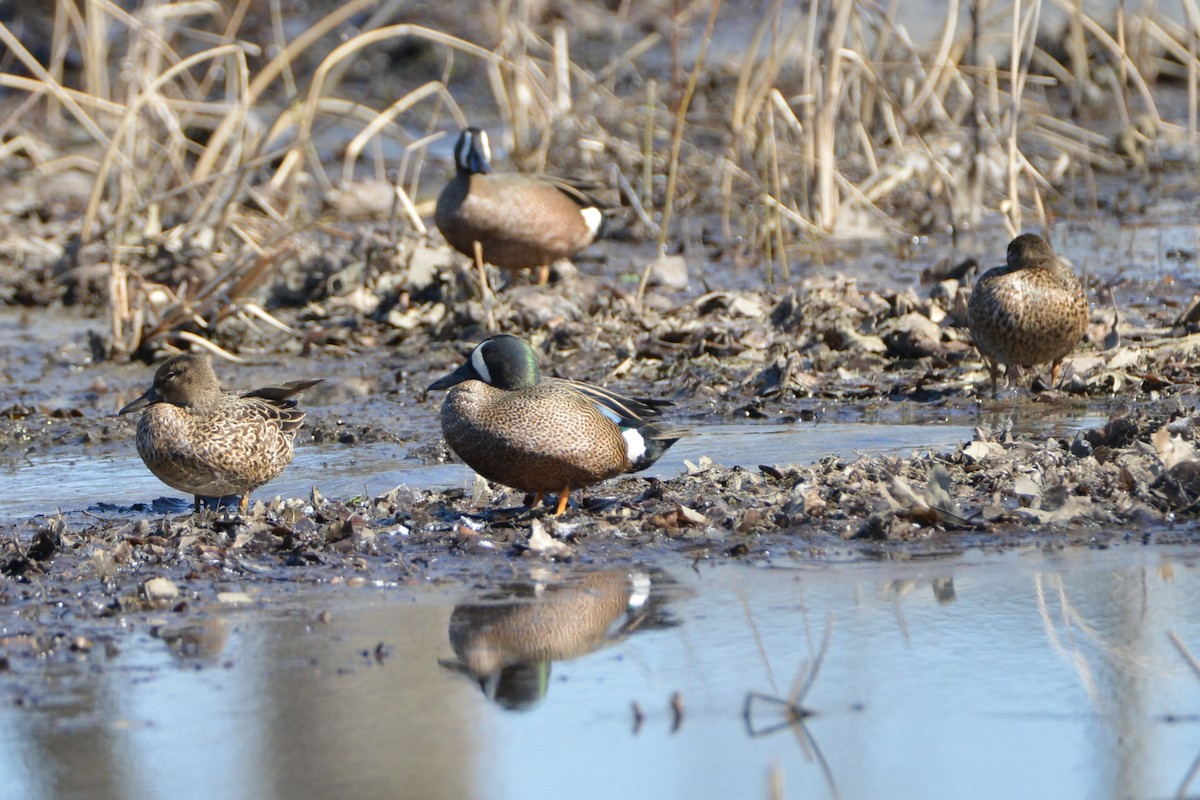 Blue-winged Teal - ML617321162