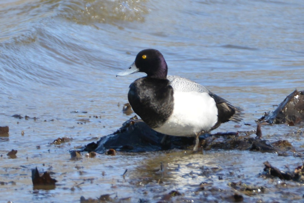 Greater Scaup - ML617321210