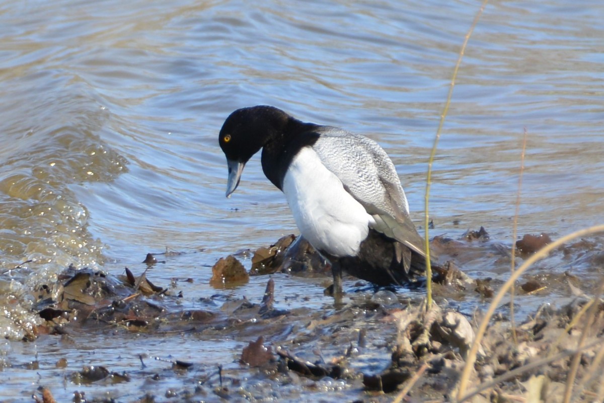 Greater Scaup - ML617321211