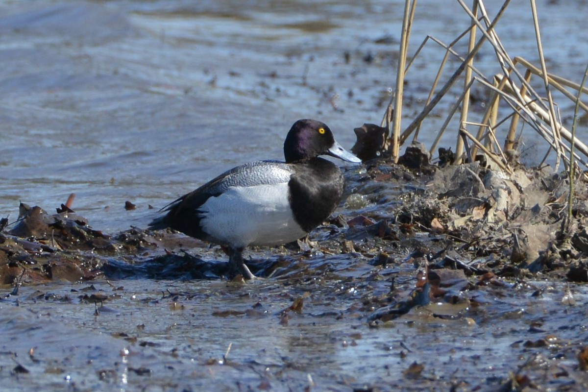 Greater Scaup - ML617321212