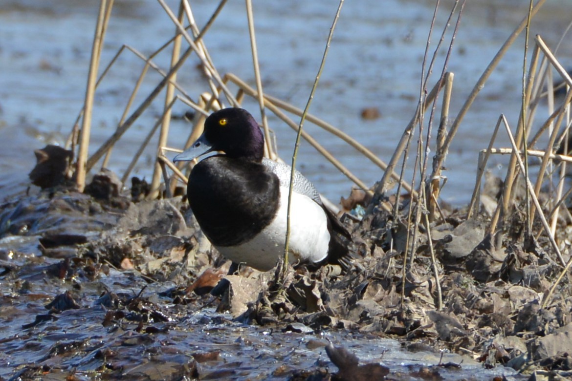 Greater Scaup - ML617321213