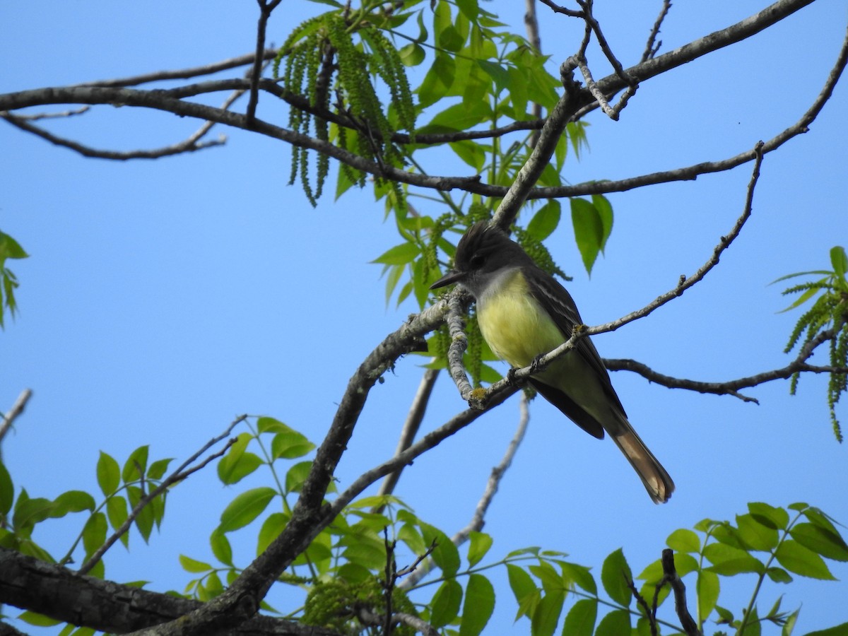 Great Crested Flycatcher - ML617321282