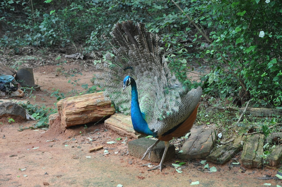 Indian Peafowl - ML617321349