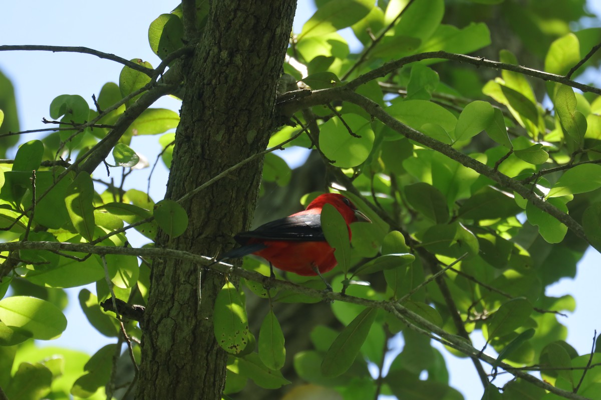 Scarlet Tanager - ML617321372