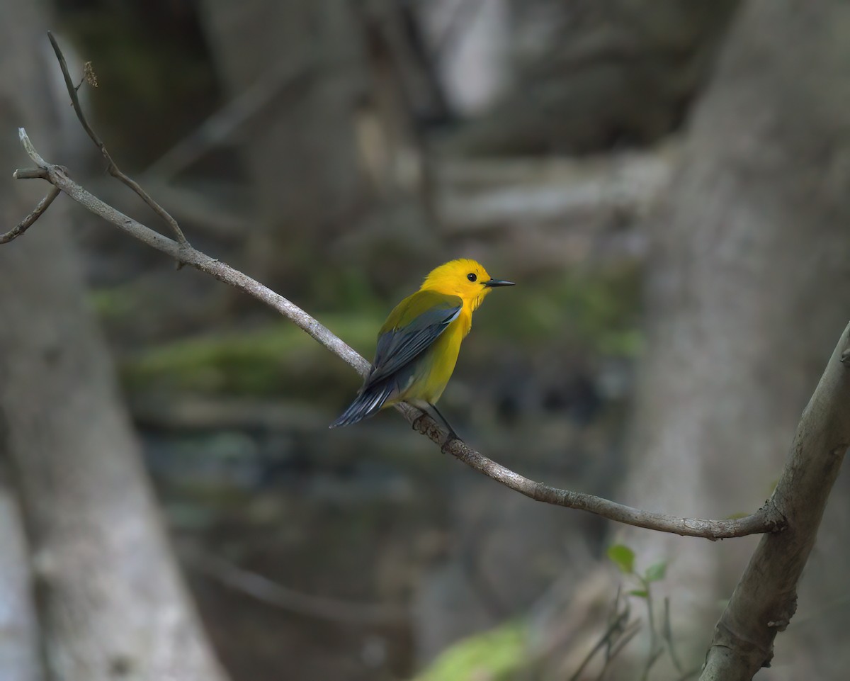 Prothonotary Warbler - Bill Williams
