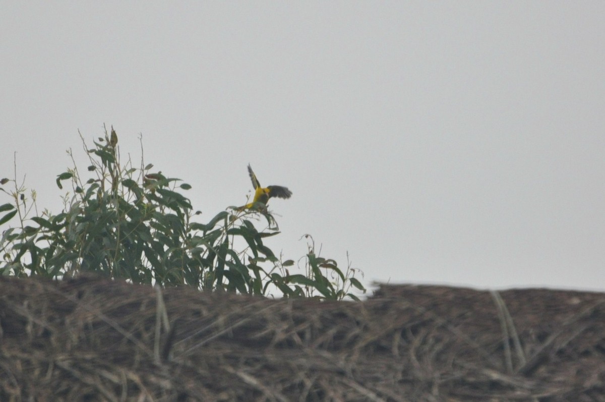 Indian Golden Oriole - ML617321396