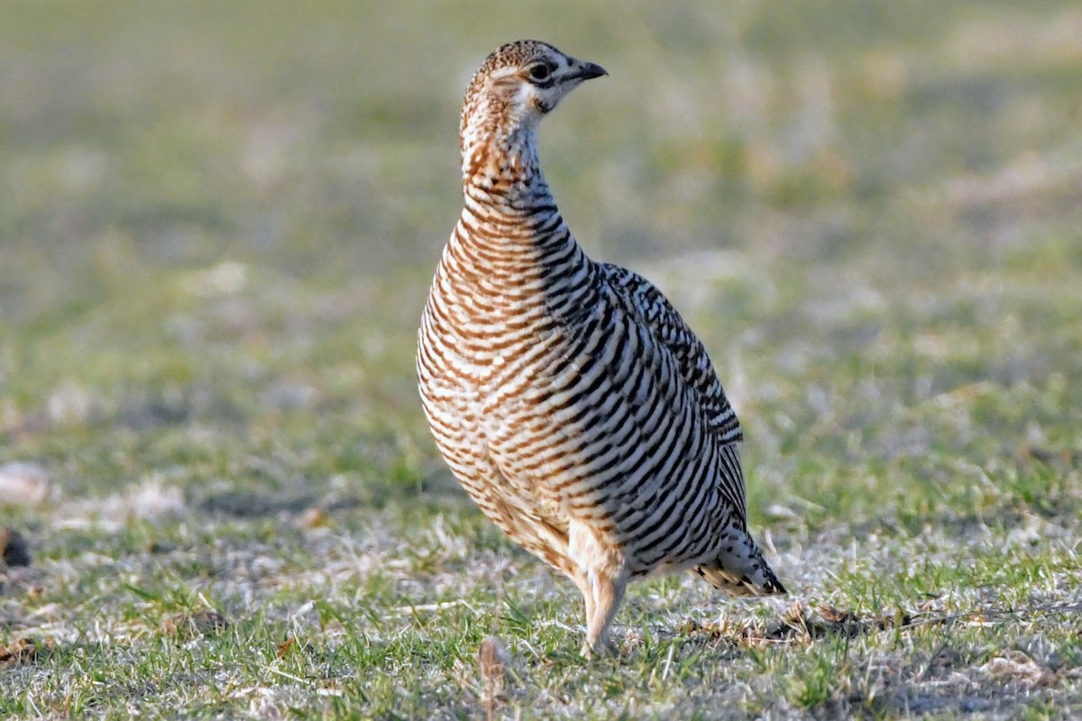 Greater Prairie-Chicken - ML617321606