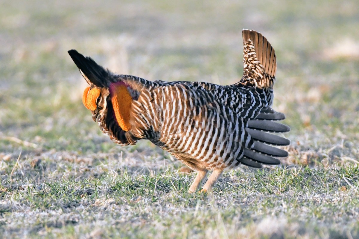 Greater Prairie-Chicken - ML617321610