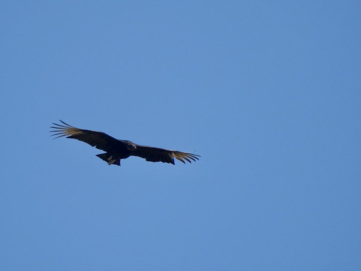 Black Vulture - ML617321633