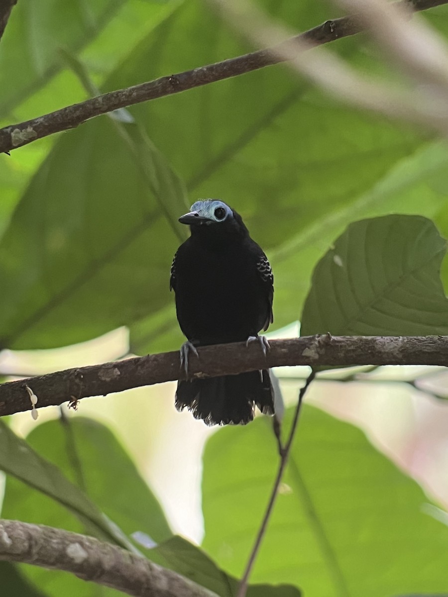 Bare-crowned Antbird - ML617321741