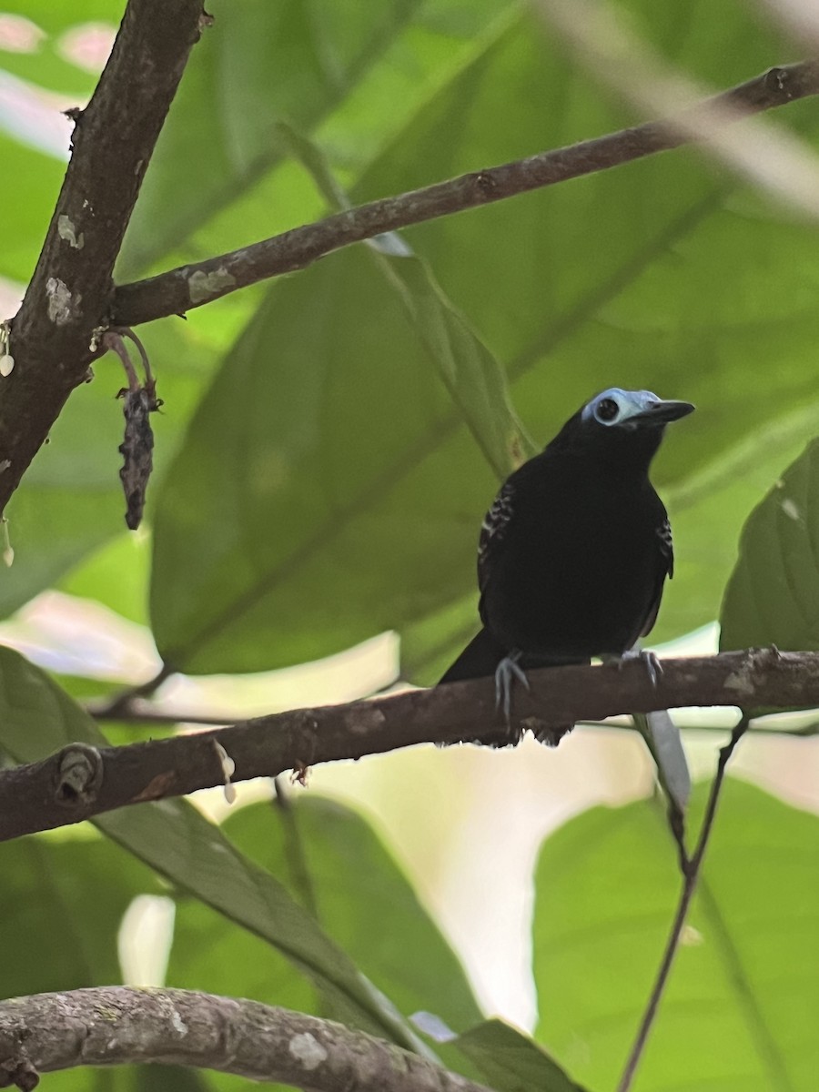 Bare-crowned Antbird - Rogers "Caribbean Naturalist" Morales