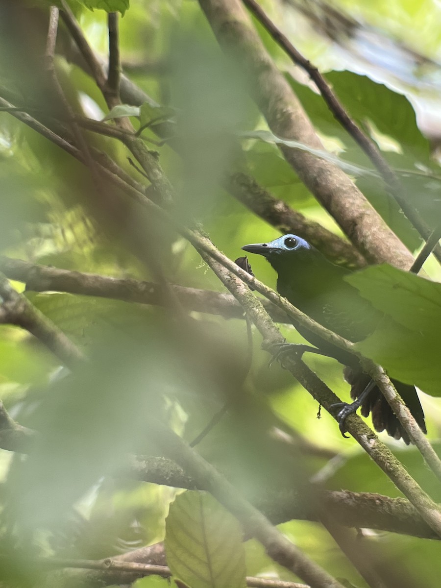 Bare-crowned Antbird - ML617321743
