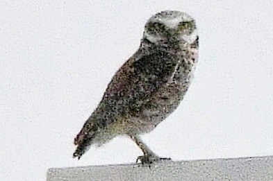 Burrowing Owl - ML617321867