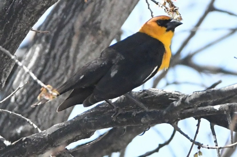 Yellow-headed Blackbird - ML617321958