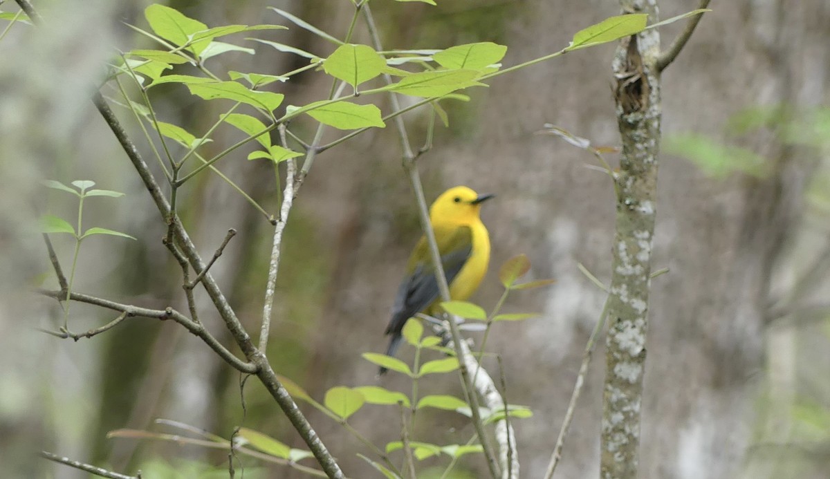 Prothonotary Warbler - ML617321973