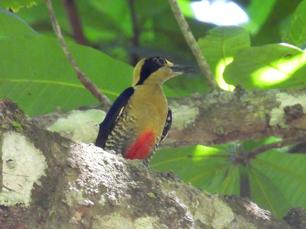 Golden-naped Woodpecker - ML617321976