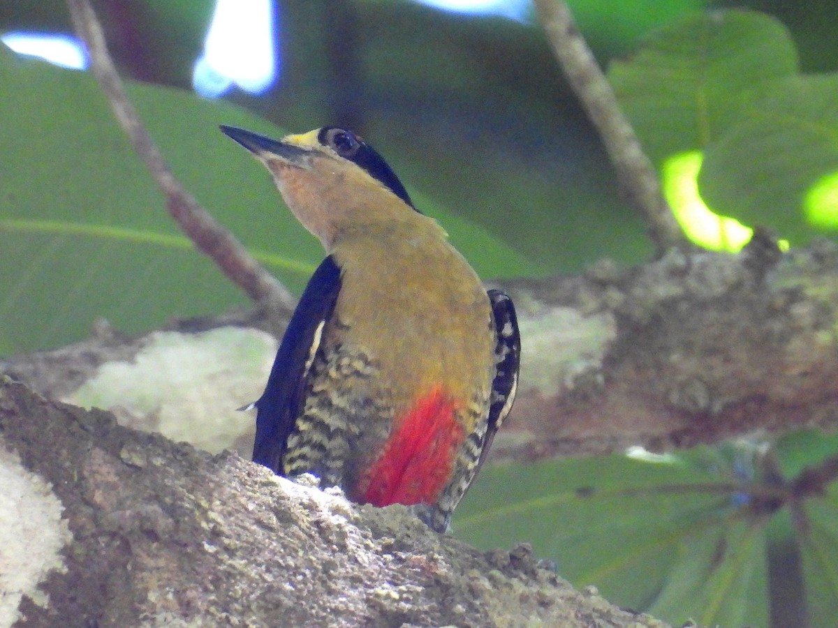 Golden-naped Woodpecker - ML617321977
