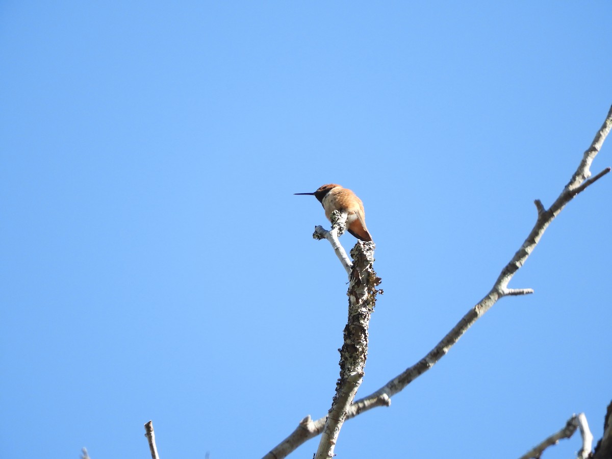 Rufous Hummingbird - ML617322013