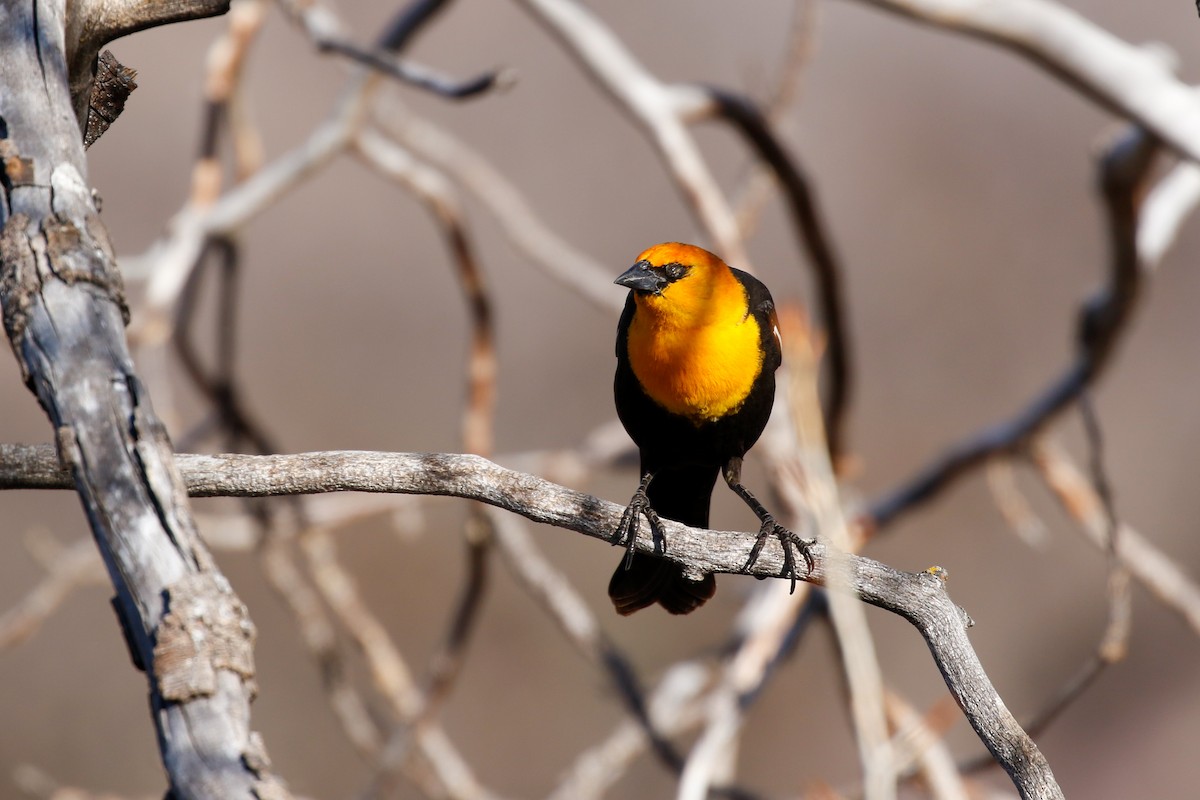 Yellow-headed Blackbird - ML617322087