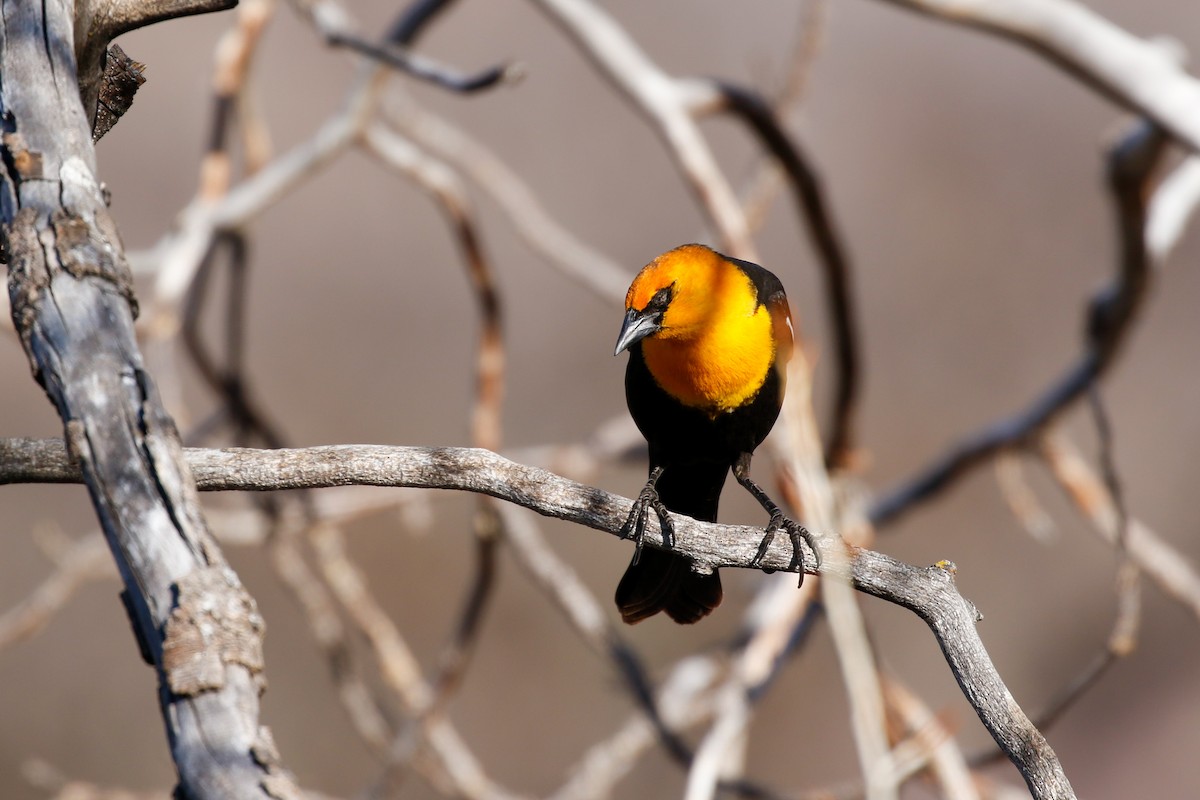 Yellow-headed Blackbird - ML617322088