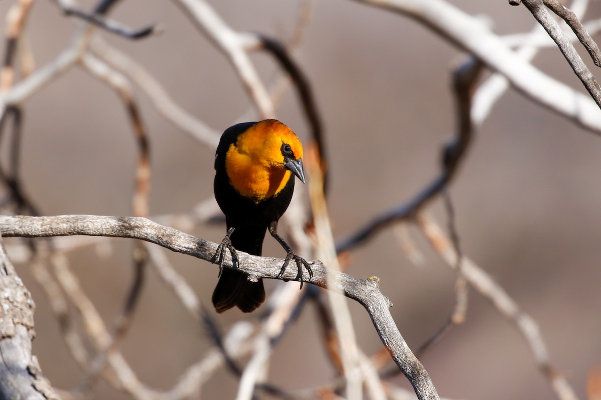 Yellow-headed Blackbird - Jeremiah Psiropoulos