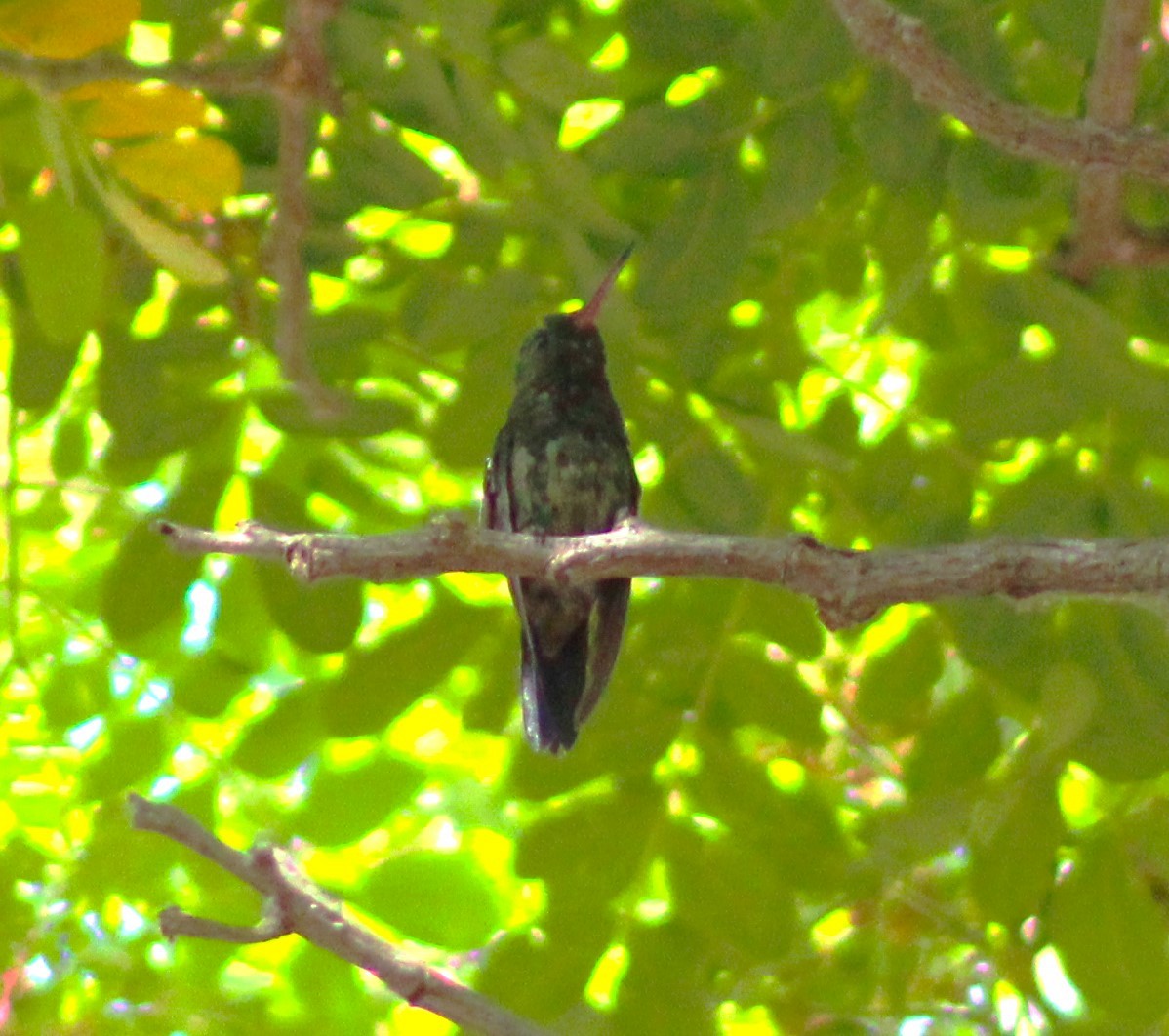 kolibřík zrcadlový - ML617322187