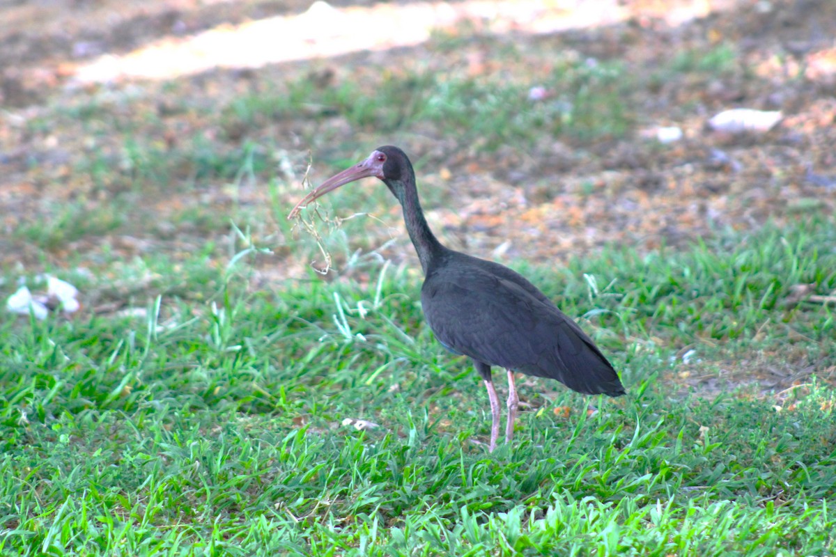 ibis tmavý - ML617322237