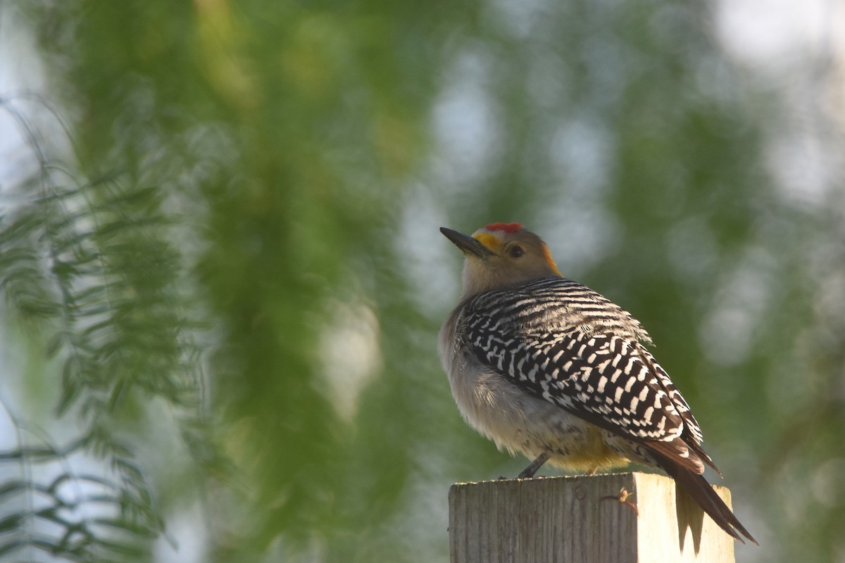 Golden-fronted Woodpecker (Northern) - ML617322241