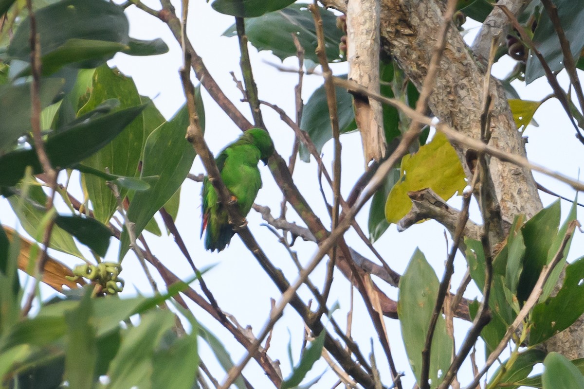 Moluccan Hanging-Parrot - ML617322255