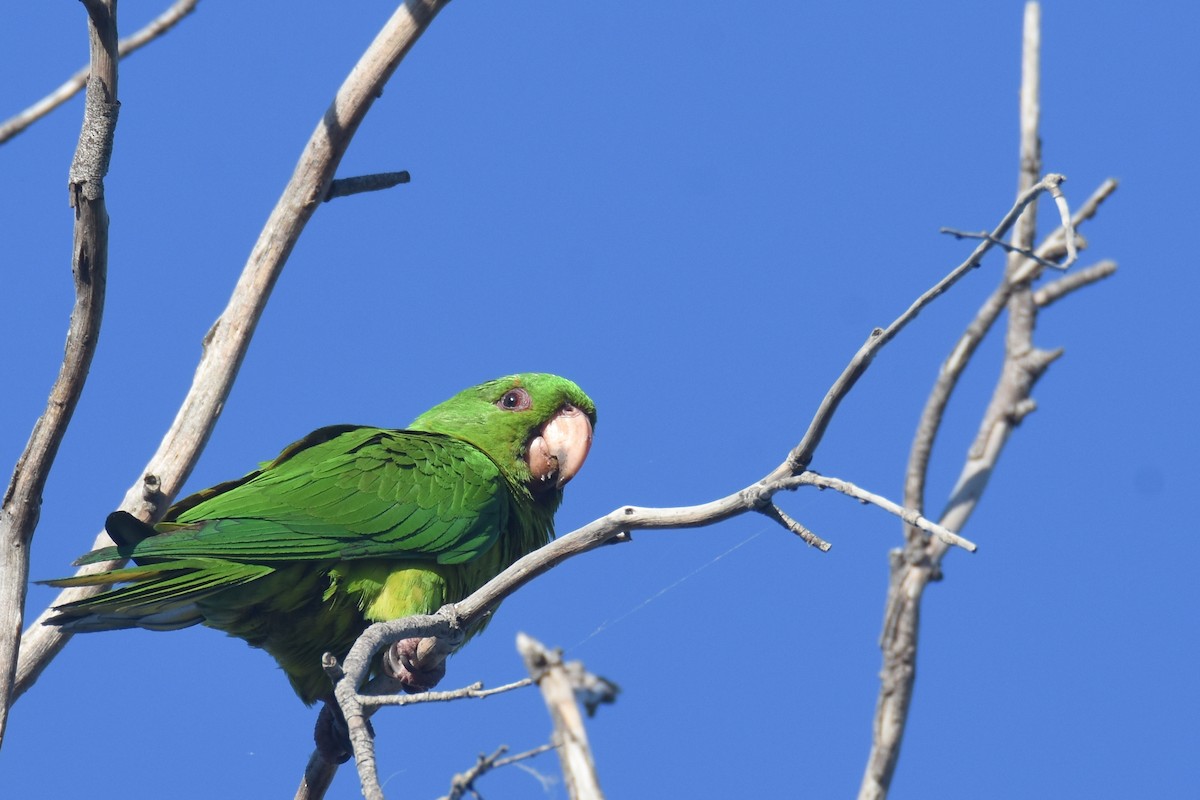 Meksika Yeşil Papağanı (holochlorus/brewsteri) - ML617322261