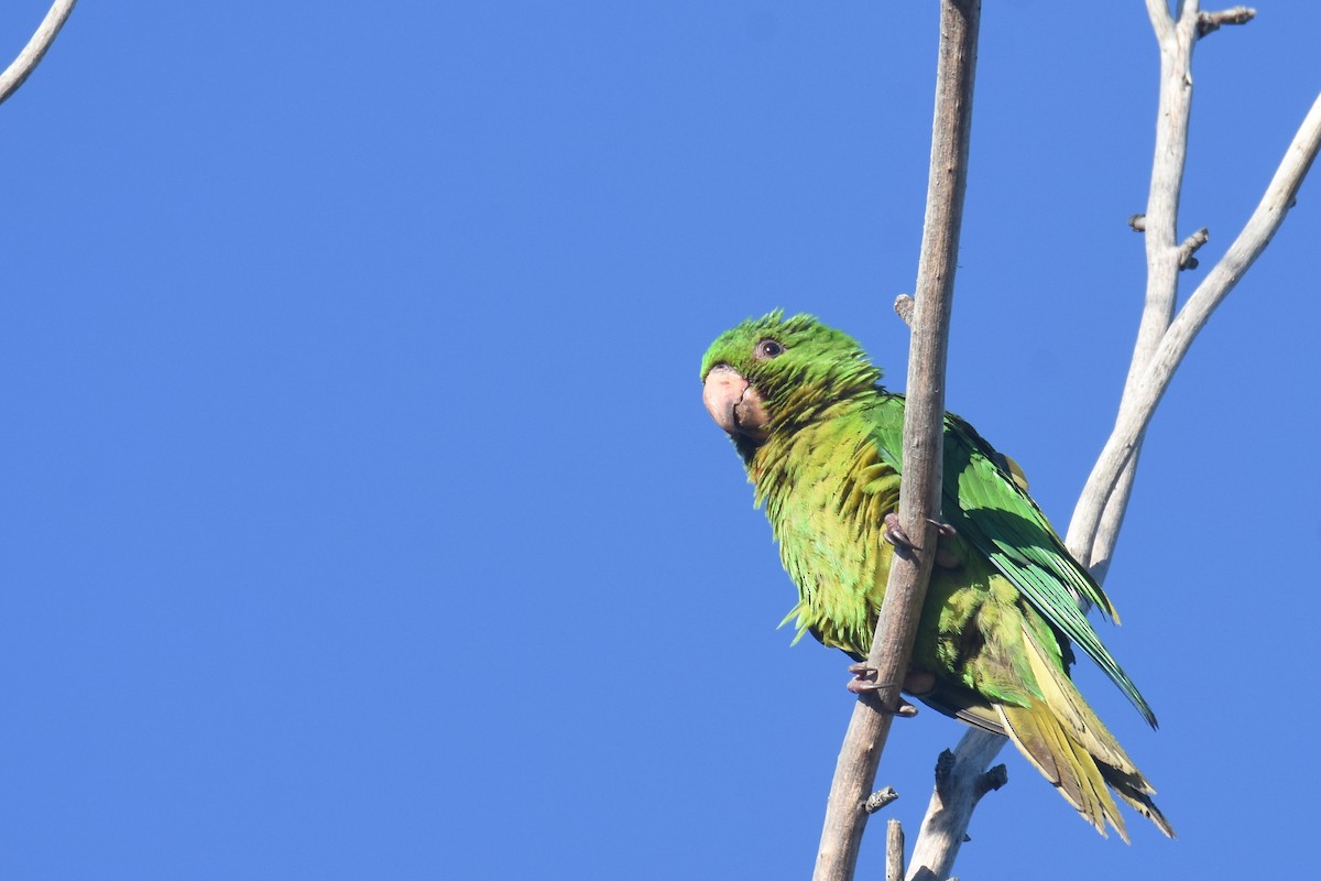 Meksika Yeşil Papağanı (holochlorus/brewsteri) - ML617322262