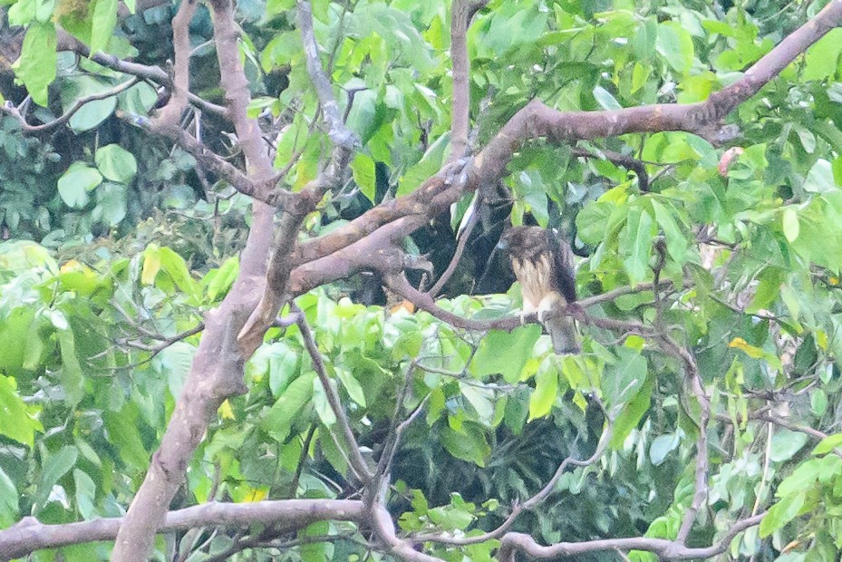 Новогвинейский орёл-карлик - ML617322265