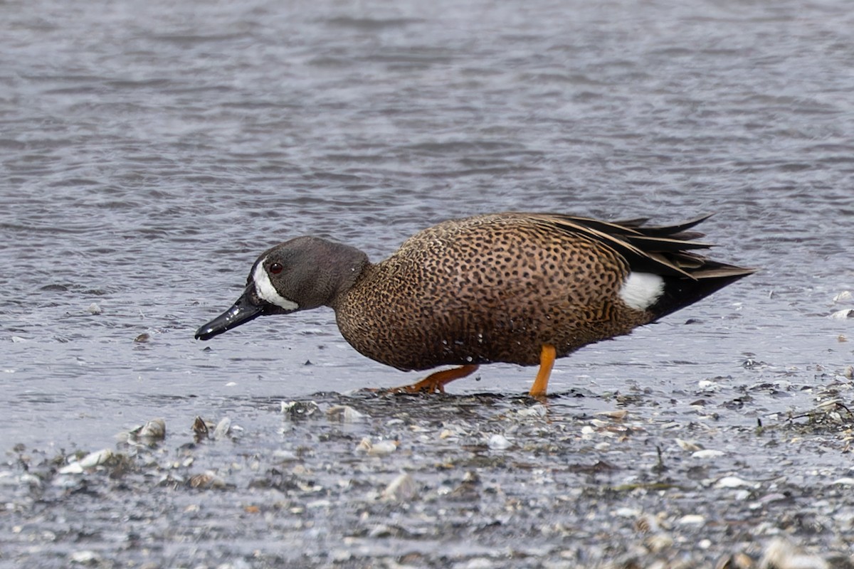 Blue-winged Teal - ML617322332