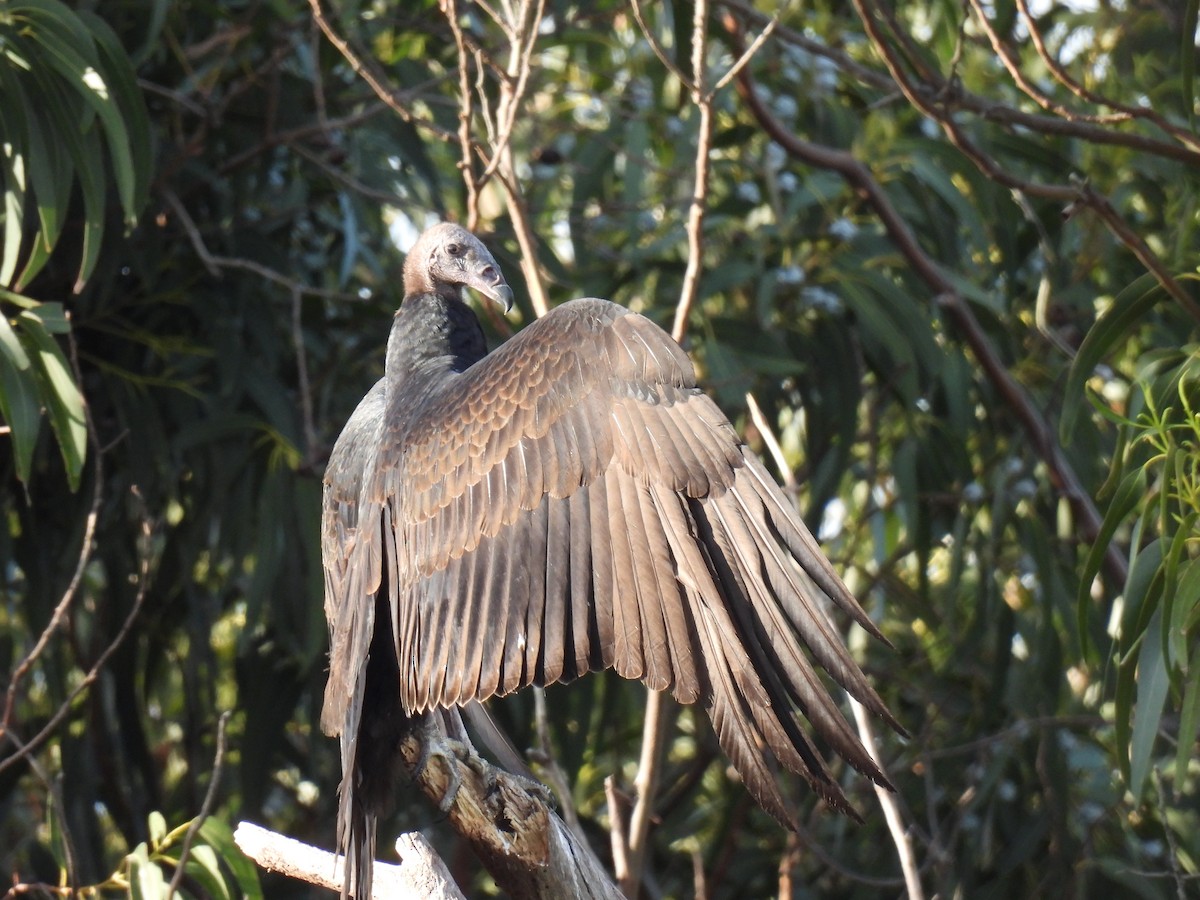 Turkey Vulture - ML617322349