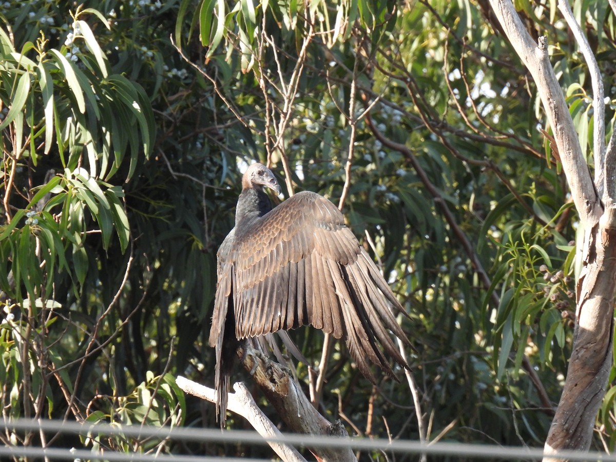 Turkey Vulture - ML617322350