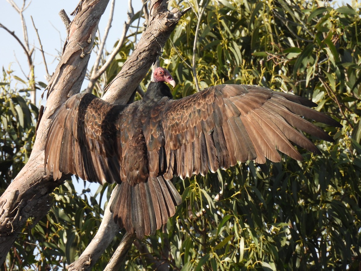 Turkey Vulture - ML617322367